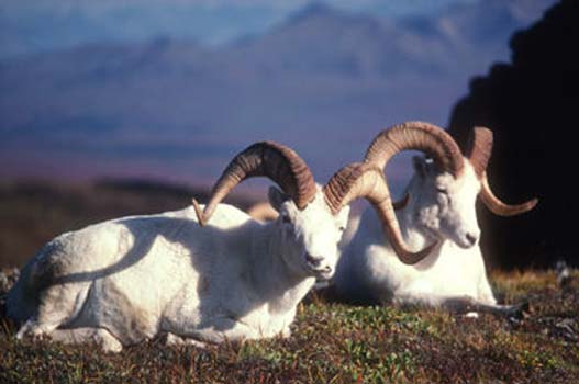 dall sheep jpg